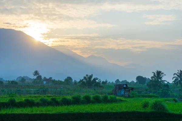 美しい朝の景色インドネシアパノラマ美しい色と空の自然光を持つ風景水田 — ストック写真