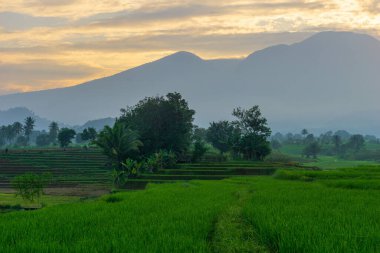 Beautiful morning view indonesia Panorama Landscape paddy fields with beauty color and sky natural light