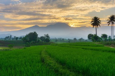 Beautiful morning view indonesia Panorama Landscape paddy fields with beauty color and sky natural light