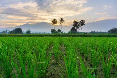 Beautiful morning view indonesia Panorama Landscape paddy fields with beauty color and sky natural light