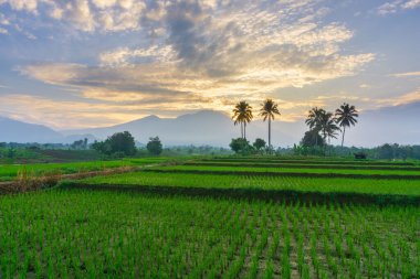 Beautiful morning view indonesia Panorama Landscape paddy fields with beauty color and sky natural light