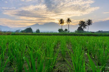 Beautiful morning view indonesia Panorama Landscape paddy fields with beauty color and sky natural light