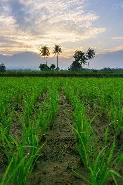Beautiful morning view indonesia Panorama Landscape paddy fields with beauty color and sky natural light