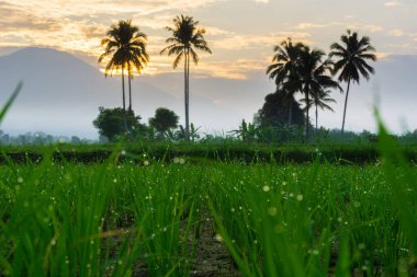 Beautiful morning view indonesia Panorama Landscape paddy fields with beauty color and sky natural light