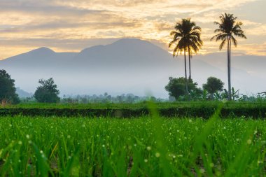 Beautiful morning view indonesia Panorama Landscape paddy fields with beauty color and sky natural light