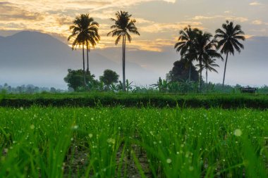 Beautiful morning view indonesia Panorama Landscape paddy fields with beauty color and sky natural light