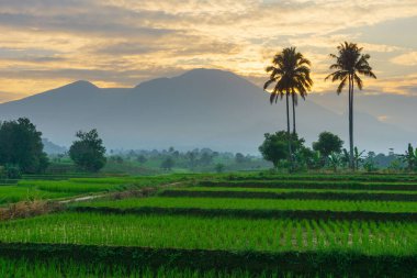 Beautiful morning view indonesia Panorama Landscape paddy fields with beauty color and sky natural light