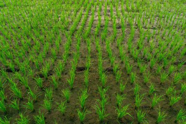 Beautiful morning view indonesia Panorama Landscape paddy fields with beauty color and sky natural light