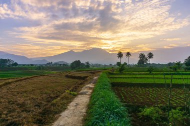 Beautiful morning view indonesia Panorama Landscape paddy fields with beauty color and sky natural light
