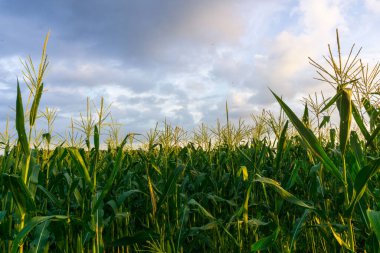 Beautiful morning view indonesia Panorama Landscape paddy fields with beauty color and sky natural light