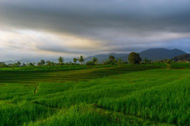 Beautiful morning view indonesia Panorama Landscape paddy fields with beauty color and sky natural light
