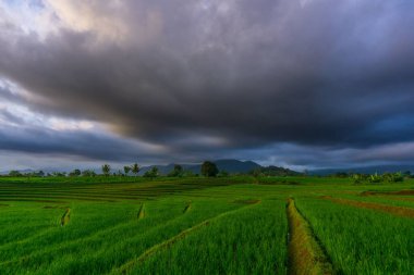 Beautiful morning view indonesia Panorama Landscape paddy fields with beauty color and sky natural light