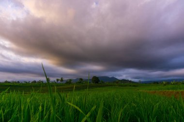 Beautiful morning view indonesia Panorama Landscape paddy fields with beauty color and sky natural light