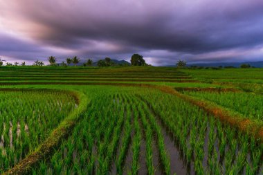 Beautiful morning view indonesia Panorama Landscape paddy fields with beauty color and sky natural light