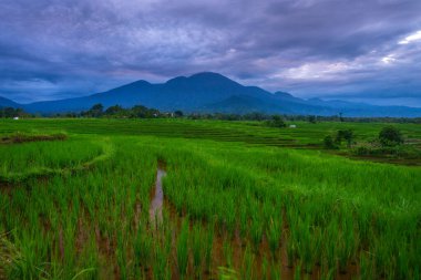 Beautiful morning view indonesia Panorama Landscape paddy fields with beauty color and sky natural light