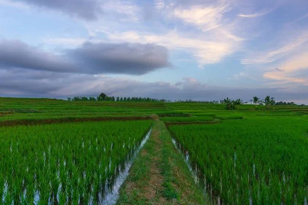 Beautiful Morning View Indonesia Panorama Landscape Paddy Fields Beauty Color — Stock Photo, Image