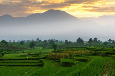 Beautiful morning view indonesia Panorama Landscape paddy fields with beauty color and sky natural light
