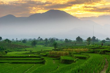 Beautiful morning view indonesia Panorama Landscape paddy fields with beauty color and sky natural light