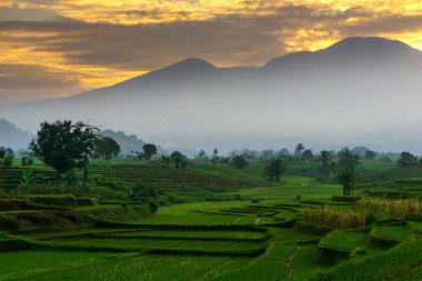 Beautiful morning view indonesia Panorama Landscape paddy fields with beauty color and sky natural light