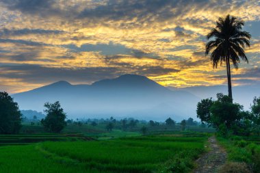 Beautiful morning view indonesia Panorama Landscape paddy fields with beauty color and sky natural light