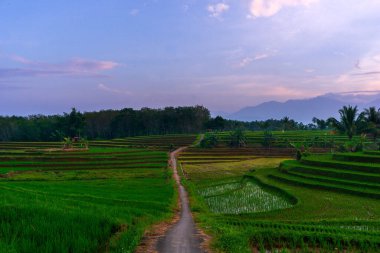 Beautiful morning view indonesia Panorama Landscape paddy fields with beauty color and sky natural light