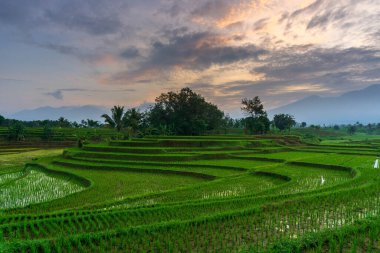 Beautiful morning view indonesia Panorama Landscape paddy fields with beauty color and sky natural light