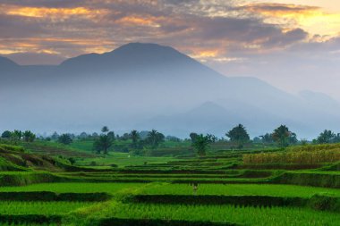Beautiful morning view indonesia Panorama Landscape paddy fields with beauty color and sky natural light