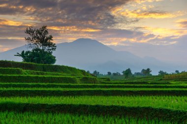 Beautiful morning view indonesia Panorama Landscape paddy fields with beauty color and sky natural light