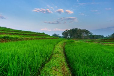 Beautiful morning view indonesia Panorama Landscape paddy fields with beauty color and sky natural light