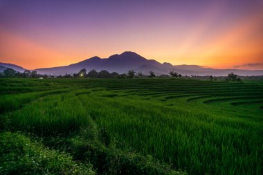Beautiful morning view indonesia Panorama Landscape paddy fields with beauty color and sky natural light
