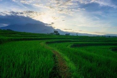 Beautiful morning view indonesia Panorama Landscape paddy fields with beauty color and sky natural light