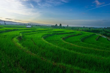 Beautiful morning view indonesia Panorama Landscape paddy fields with beauty color and sky natural light