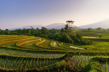 Beautiful morning view indonesia Panorama Landscape paddy fields with beauty color and sky natural light