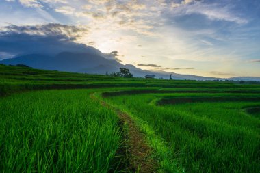 Beautiful morning view indonesia Panorama Landscape paddy fields with beauty color and sky natural light