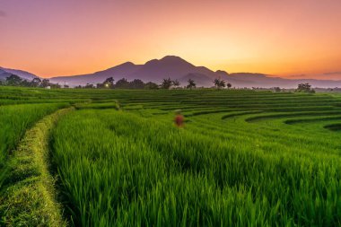 Beautiful morning view indonesia Panorama Landscape paddy fields with beauty color and sky natural light