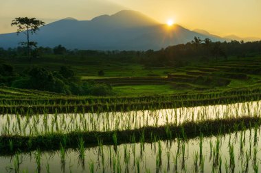 Beautiful morning view indonesia Panorama Landscape paddy fields with beauty color and sky natural light