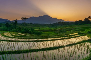Beautiful morning view indonesia Panorama Landscape paddy fields with beauty color and sky natural light
