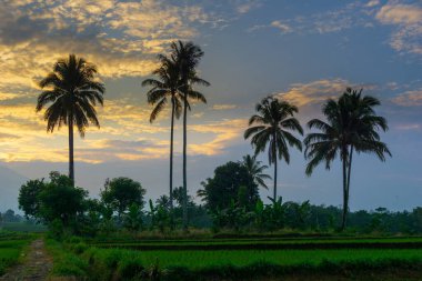 Beautiful morning view indonesia Panorama Landscape paddy fields with beauty color and sky natural light