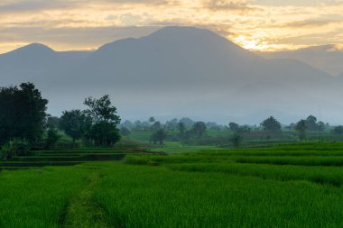 Beautiful morning view indonesia Panorama Landscape paddy fields with beauty color and sky natural light