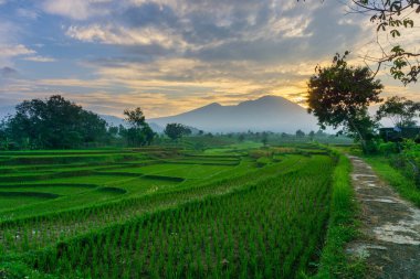 Beautiful morning view indonesia Panorama Landscape paddy fields with beauty color and sky natural light