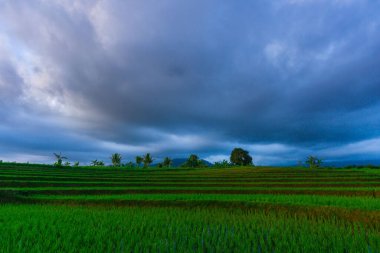 Beautiful morning view indonesia Panorama Landscape paddy fields with beauty color and sky natural light
