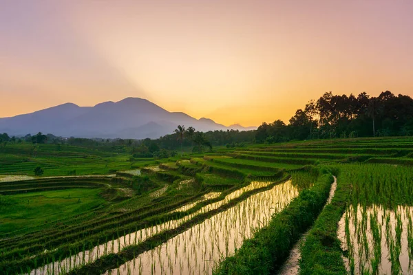 stock image Beautiful morning view indonesia Panorama Landscape paddy fields with beauty color and sky natural light