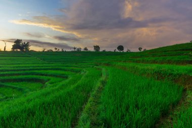 Beautiful morning view indonesia Panorama Landscape paddy fields with beauty color and sky natural light