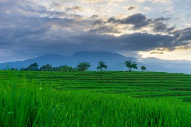 Beautiful morning view indonesia Panorama Landscape paddy fields with beauty color and sky natural light