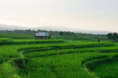 Beautiful morning view indonesia Panorama Landscape paddy fields with beauty color and sky natural light