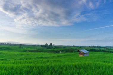 Beautiful morning view indonesia Panorama Landscape paddy fields with beauty color and sky natural light