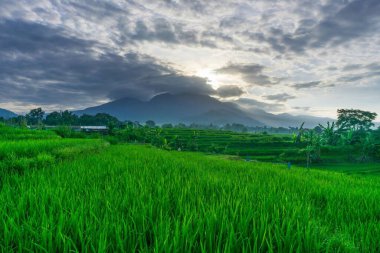 Beautiful morning view indonesia Panorama Landscape paddy fields with beauty color and sky natural light
