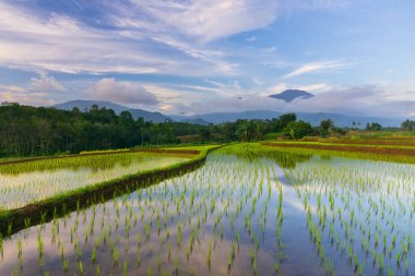Beautiful morning view indonesia Panorama Landscape paddy fields with beauty color and sky natural light