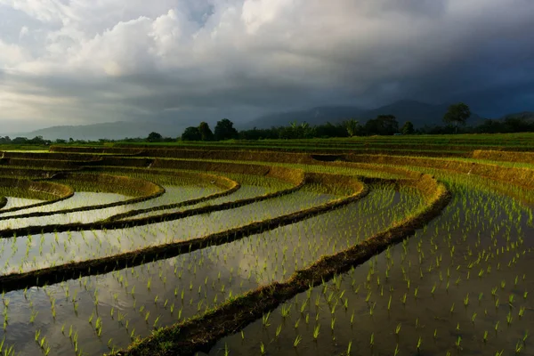 Beautiful morning view indonesia Panorama Landscape paddy fields with beauty color and sky natural light