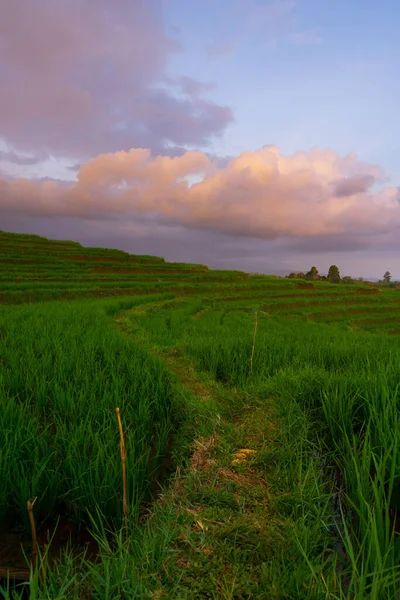 Beautiful Morning View Indonesia Panorama Landscape Paddy Fields Beauty Color — Foto Stock